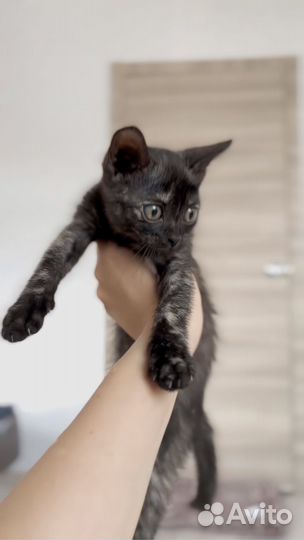 Котенок девочка