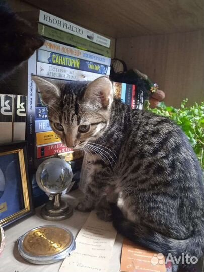 Котята в добрые руки бесплатно