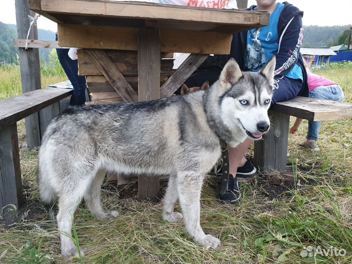 Сибирский хаски