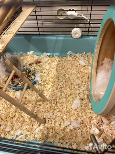 Клетка для грызунов с хомяками