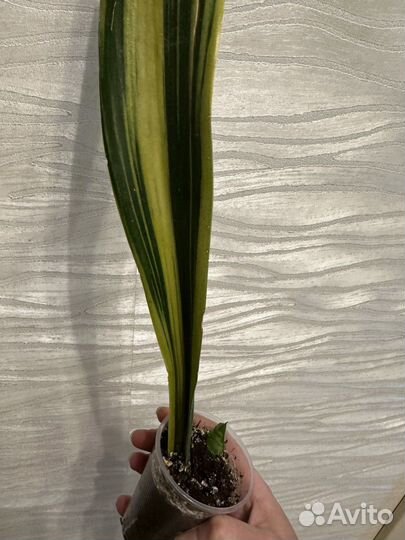 Сансевиерия