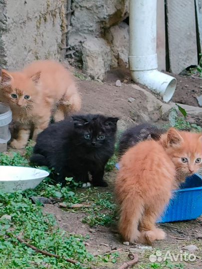 Отдам в хорошие руки котенка