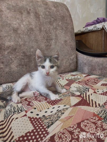 Котенок в добрые руки