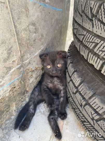 Кошка в дар бесплатно