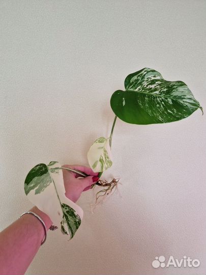 Монстера вариегатная Альба черенки