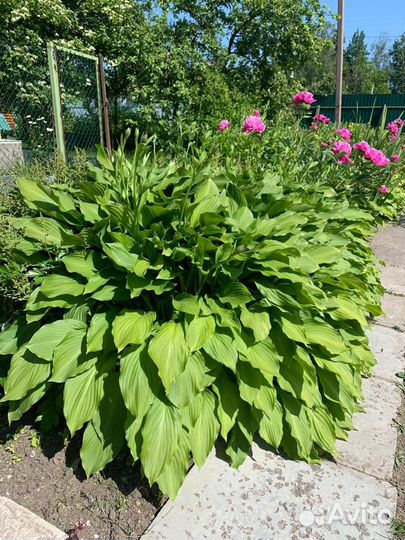 Продажа растений