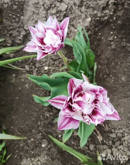 Луковицы диких тюльпанов и гиацинта