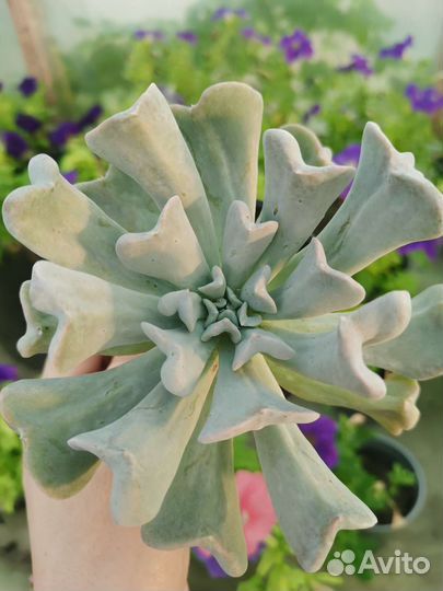 Суккуленты