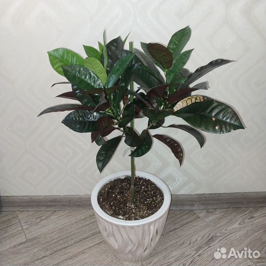 Кротон миссис айстон