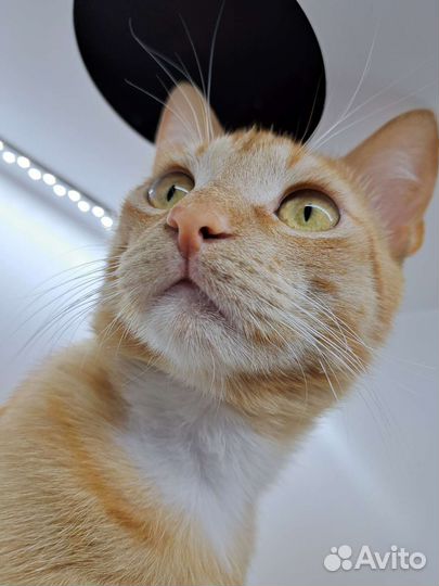 Рыжий кот в добрые руки