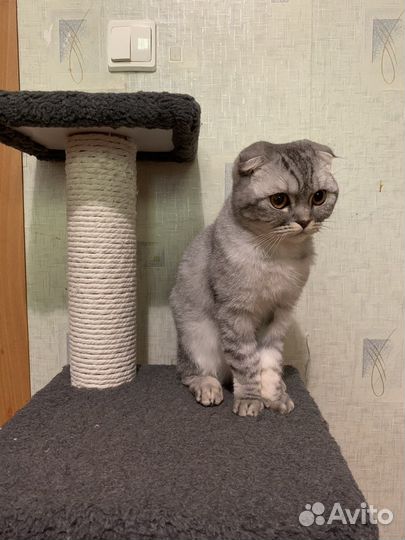 Кошка с когтеточкой
