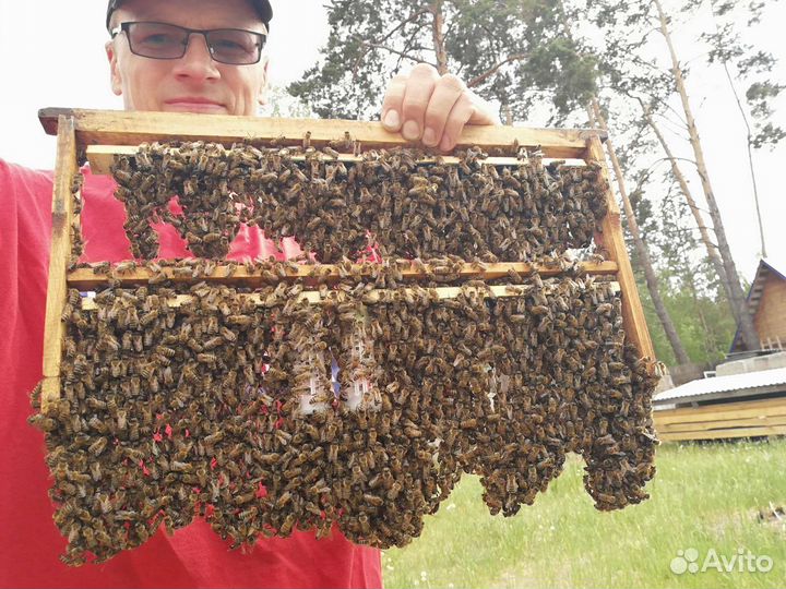 Матки от Карники, Бакфаста F1, пчелопакеты, Кетово