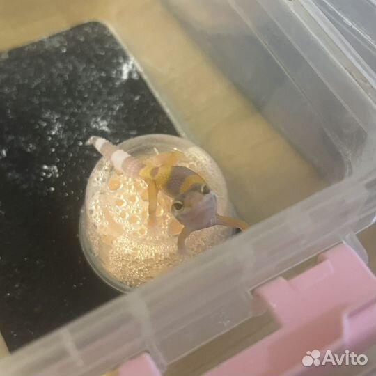 Эублефары малыши