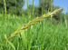 Газонная трава семен Пырей ползучий оптом от 100кг