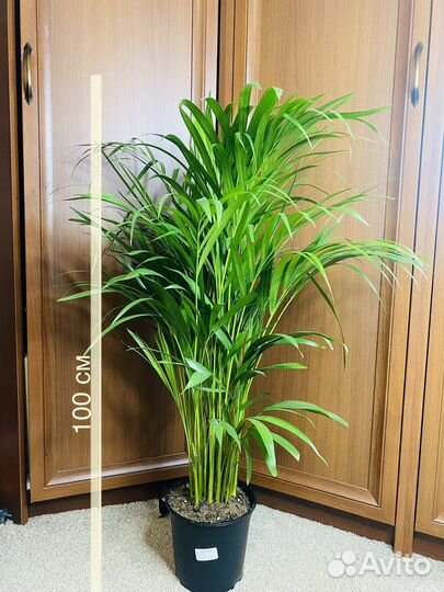 Пальма арека дипсис комнатные растения