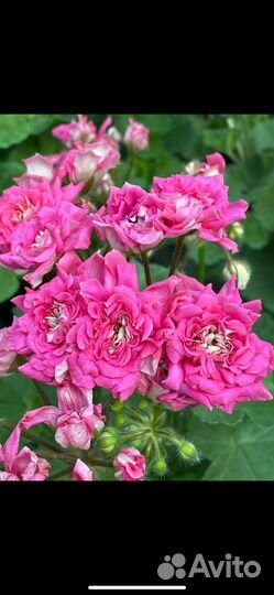 Пеларгония юв 13.21, юв 25.20