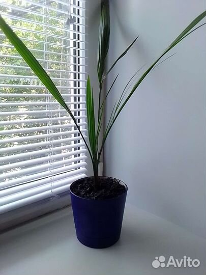 Финиковая пальма