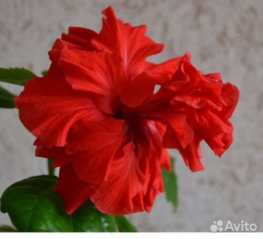 Гибискус красный махровый