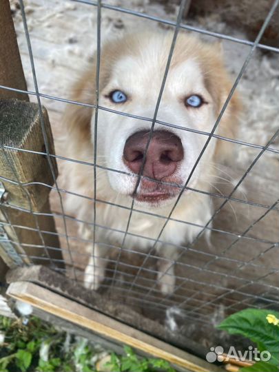 Собака в добрые руки отдам бесплатно