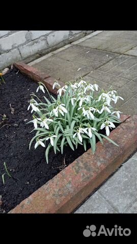 Подснежник и примула