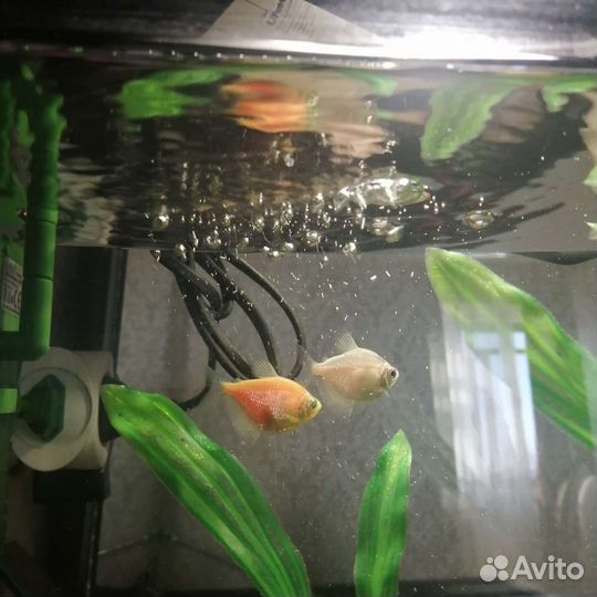 Продам тернеции