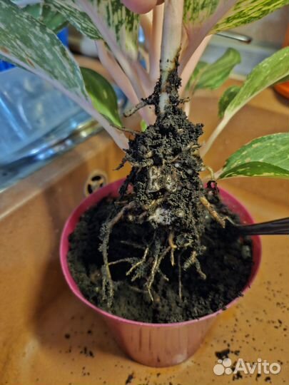 Аглаонема батерфляй