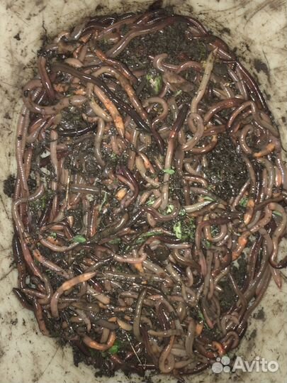 Червь (выползок ) товары для рыбалки
