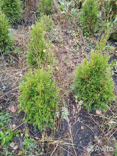 Туя смарагд