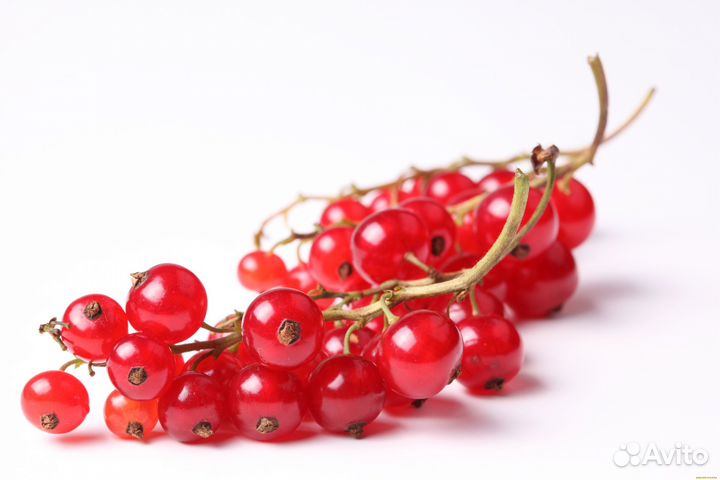 Красная смородина