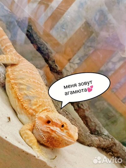 Агама с террариумом