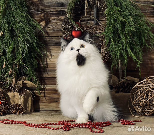 Шотландский мальчик в редчайшем окрасе
