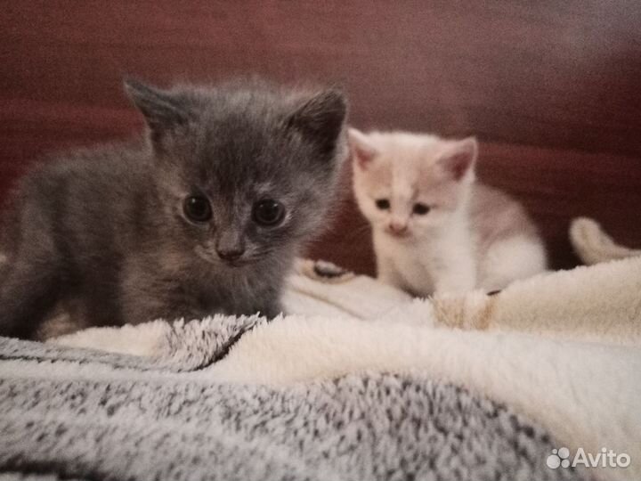 Шотландские котята