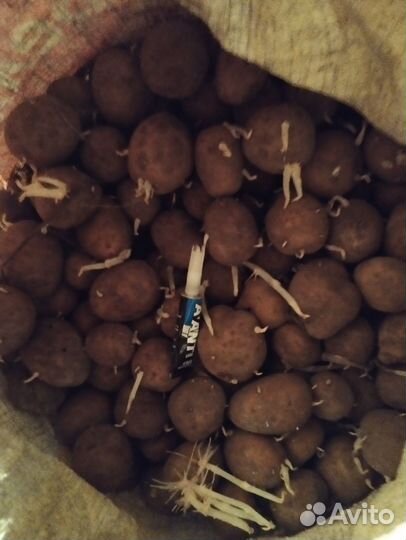 Продам картофель домашний