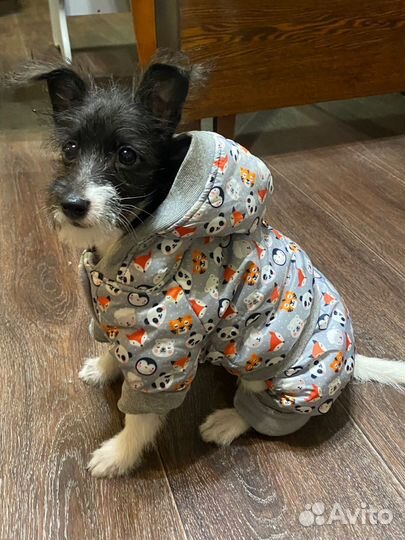 Одежда для собак