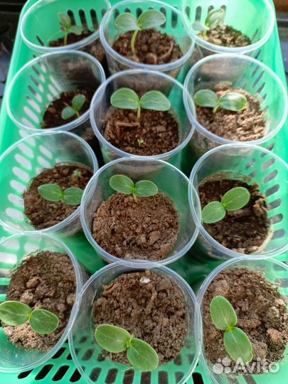 Рассада огурцов, кабачков, тыквы