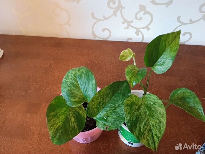 Сцинтапцус марбл квин. Просто красавец. Детки