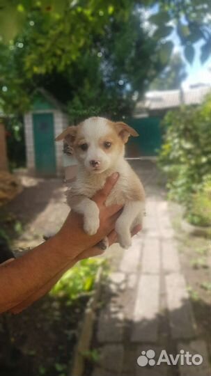 Щеночки в дар