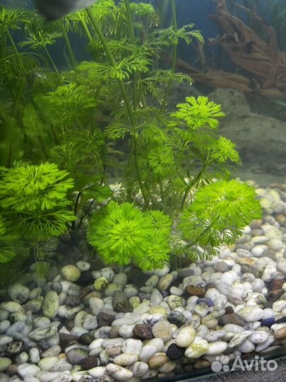 Растения для аквариума