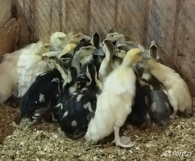 Мускусные утята индоутки