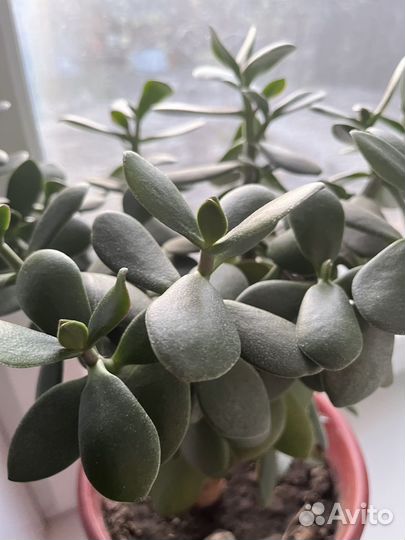 Цветок толстянка