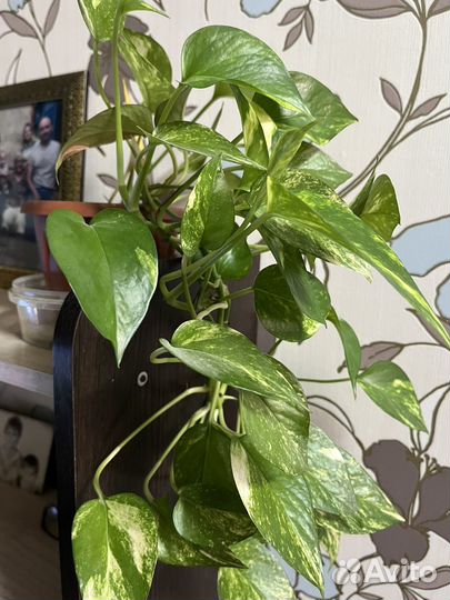 Эпипремнум золотистый