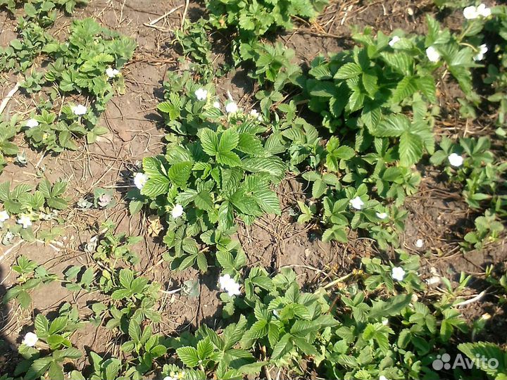 Виктория ягода