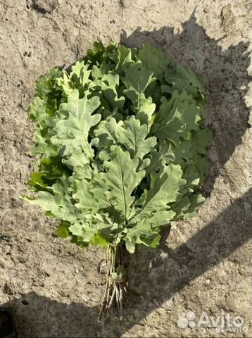 Веники для бани