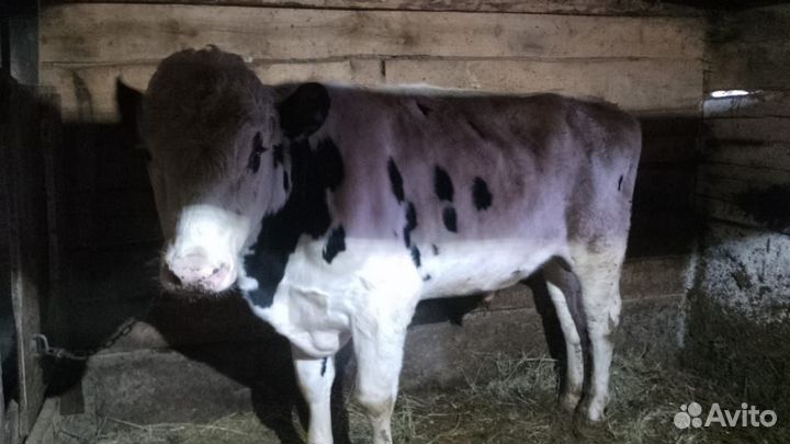 Продается бык мясной породы,можно на племя