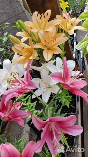 Лилия в горшке