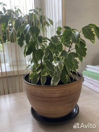 Фикус без горшка