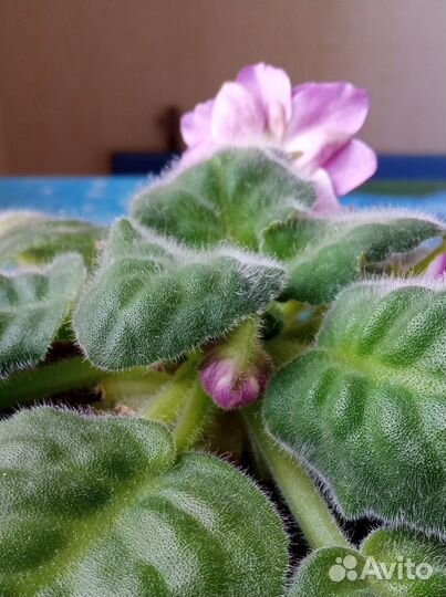 Фиалка рс-Вавилон с горшком