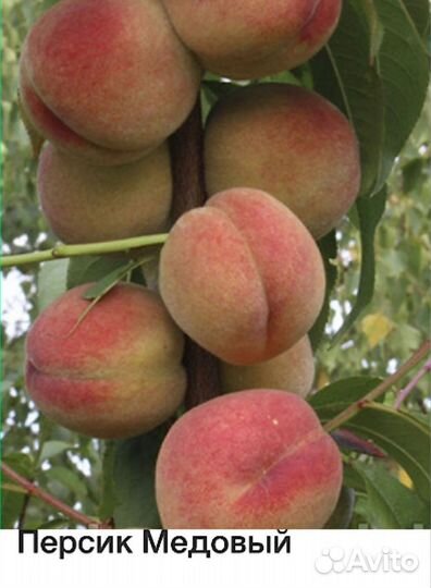 Персик кодоновидный