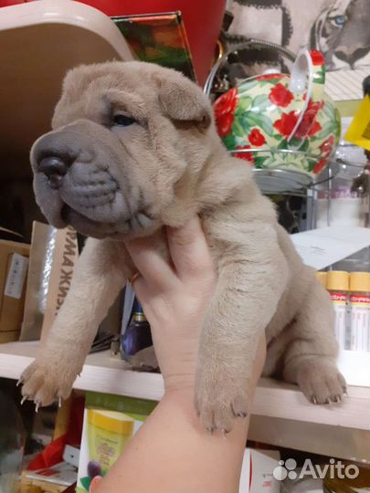 Щеночки шар-пея