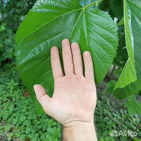 Саженцы крупноплодной шелковицы купить в Усть-Лабинске | Товары для ...